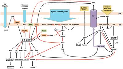 Surface Sensing for Biofilm Formation in Pseudomonas aeruginosa